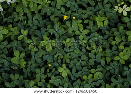 Green yellow plant backgrond