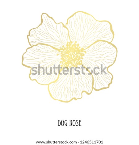 Decorative dog rose flower, design element. Can be used for cards, invitations, banners, posters, print design. Golden flowers