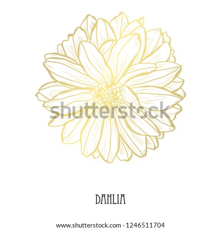 Decorative dahlia flower, design element. Can be used for cards, invitations, banners, posters, print design. Golden flowers
