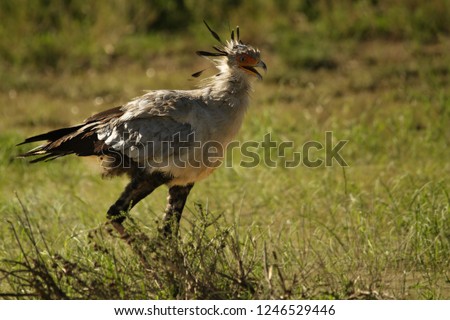 The secretarybird or secretary bird (Sagittarius serpentarius)  walking and hunting in the green grass in Kalahari desert.