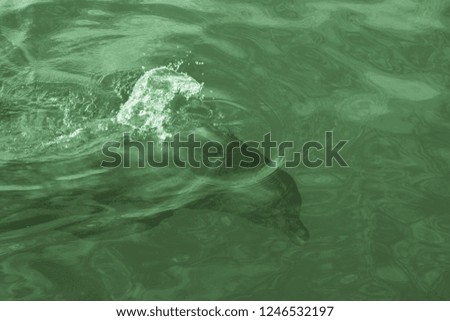 View of the dolphin in the water