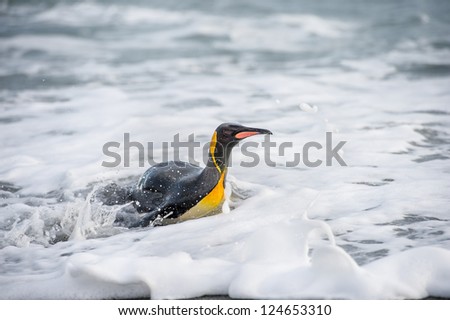 King penguin swims in the water. South Georgia, South Atlantic Ocean.