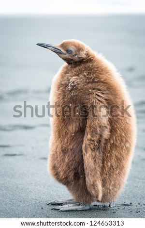 Portrait of a penguin with brown feathers, South Geaorgia, South Atlantic Ocean