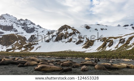 Sight of the mountains covered with snow and seals laying on the coast. South Georgia, South Atlantic Ocean.