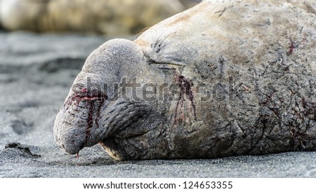 Hurt and wounded elephant sea lion. South Georgia, South Atlantic Ocean.