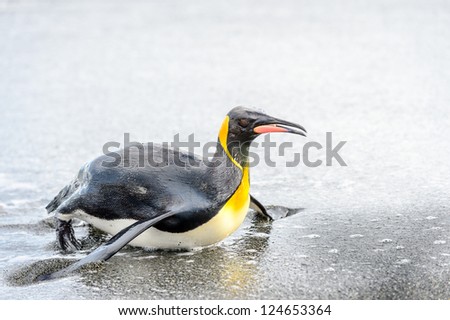King penguin in the ocean. South Georgia, South Atlantic Ocean.