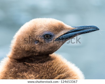 Portrait of a penguin with brown feathers, South Geaorgia, South Atlantic Ocean