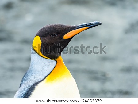 Close view of a King penguin.  South Georgia, South Atlantic Ocean.