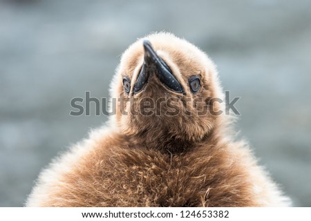 Penguin with brown feathers, South Geaorgia, South Atlantic Ocean