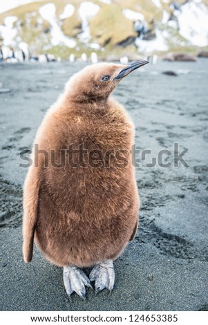 Penguin with brown feathers, South Geaorgia, South Atlantic Ocean