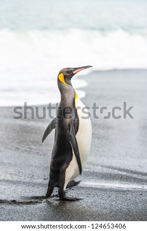 King penguin walks along the coast.  South Georgia, South Atlantic Ocean.