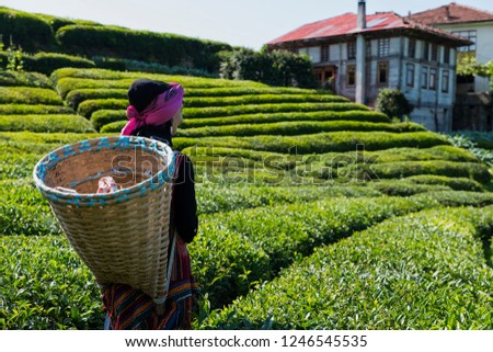 Woman is working in tea garden Rize Turkey