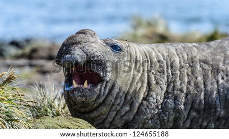 Elephant sea lion screams. South Georgia, South Atlantic Ocean.