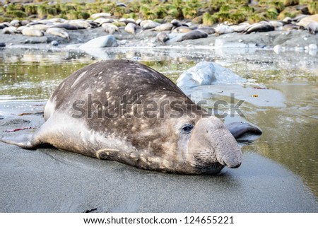 Elephant sea lion takes a rest alone. South Georgia, South Atlantic Ocean.