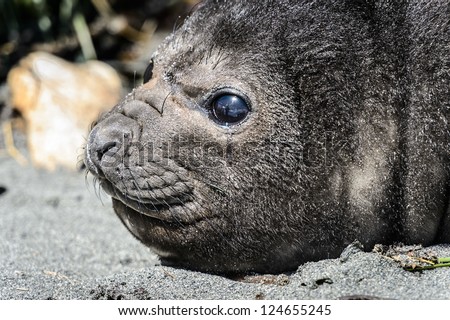 Atlantic fur seal and its cute eyes. South Georgia, South Atlantic Ocean.