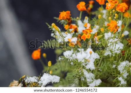 Calendula flowers under snow. The concept of early winter. Climate change concept