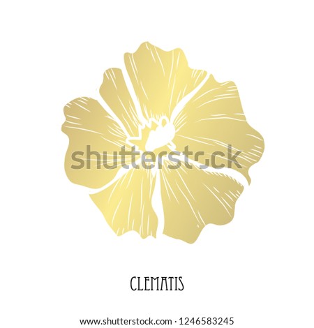 Decorative clematis  flower, design element. Can be used for cards, invitations, banners, posters, print design. Golden flowers