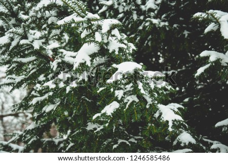 A picture taken in the woods fo vienna. A christmas tree with snow. Describes december.