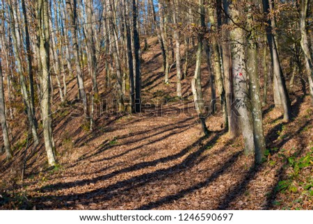 Autumn Oak Forest Path Covered with Brown Dry Leaves Photography