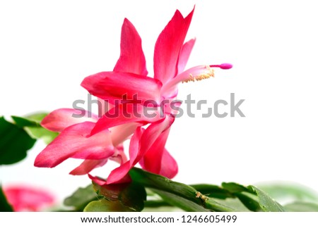 Red Christmas cactus or Thanksgiving cactus or Schlumbergera with green leaves  isolated on white background.