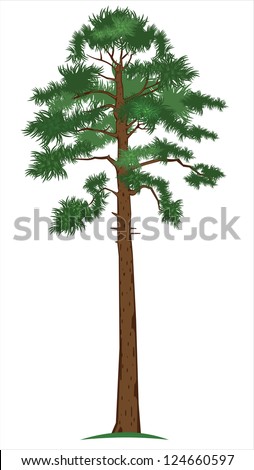 Vector illustration of tall pine-tree