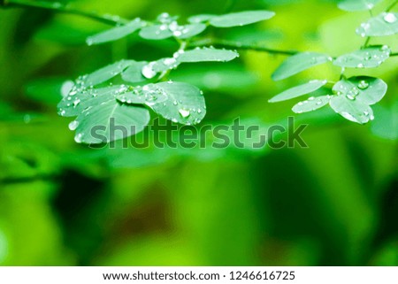 Dew drops on the leaves of plants in the garden during the rainy season. And the background blurred