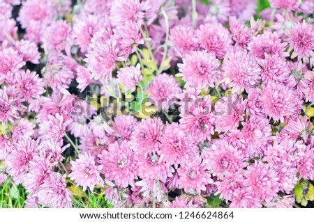 Beautiful pink chrysanthemum as background picture. Chrysanthemum wallpaper and texture.