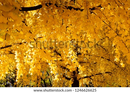 yellow leaves of ginkgo trees in the park, Shanghai, China