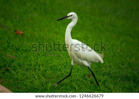 White Egret is walking on the lawn.