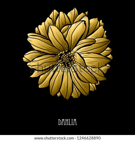 Decorative dahlia flower, design element. Can be used for cards, invitations, banners, posters, print design. Golden flowers
