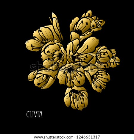 Decorative  clivia flowers, design elements. Can be used for cards, invitations, banners, posters, print design. Golden flowers