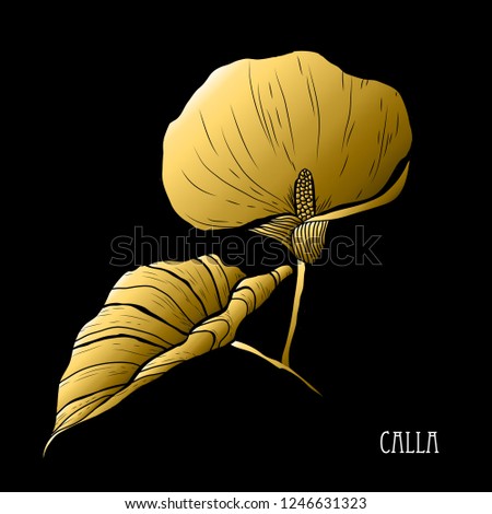 Decorative calla flower, design element. Can be used for cards, invitations, banners, posters, print design. Golden flowers