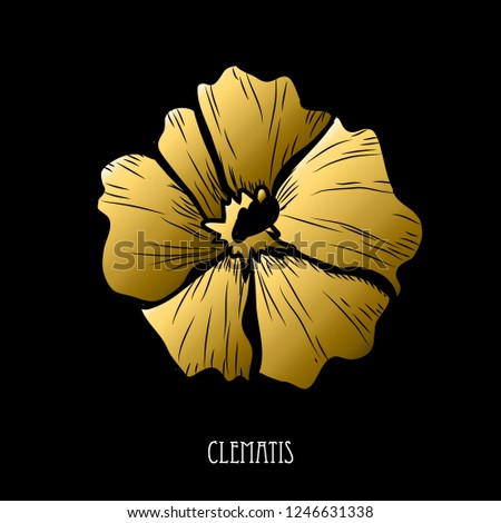 Decorative clematis  flower, design element. Can be used for cards, invitations, banners, posters, print design. Golden flowers