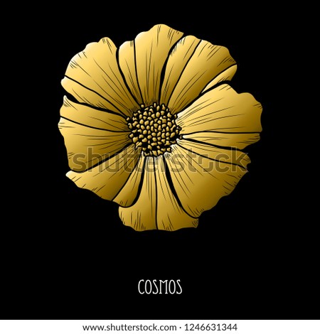Decorative cosmos  flower, design element. Can be used for cards, invitations, banners, posters, print design. Golden flowers