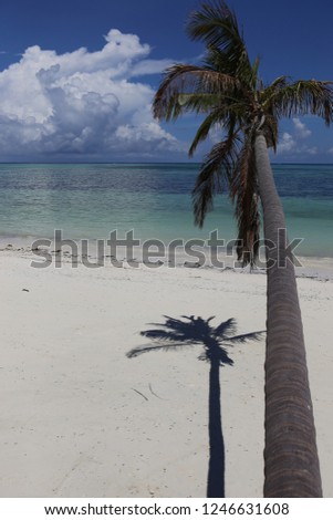 
Beautiful tilted coconut palm on the exotic beach of Zanzibar