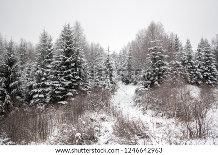 Winter landscape. trees covered with snow in the mountains.