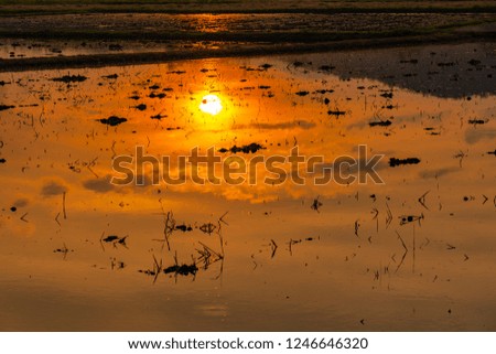 Rice field in sunset time 