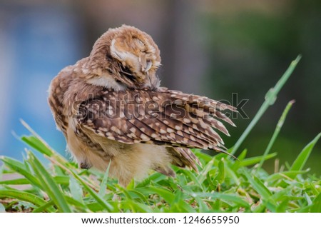 Burrowing Owl arranging feathers