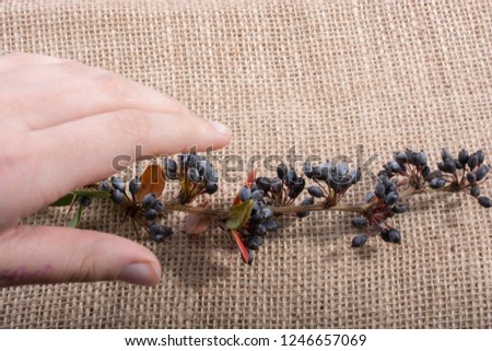 Hand holding wild fruits on  textured background