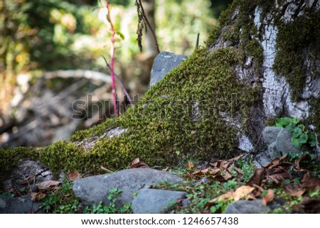 Cracked bark of the old tree overgrown with green moss in autumn forest. Selective focus