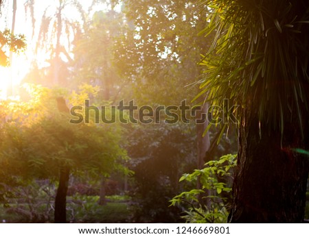 Lens flair in yellow morning light at garden,trees, plant, good environment concept or fresh air target, low light tone.