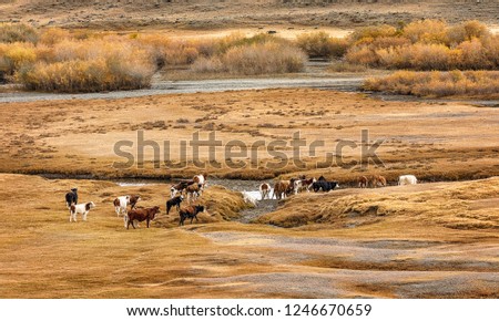 A herd of cows go to the watering place. Siberia. Altai. Russia