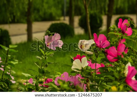 In summer, the grass Hibiscus blossoms in the city park. Luannan County, Tangshan City, Hebei Province, China