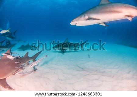 Picture shows a Bull shark caribbean reef sharks at the Bahamas