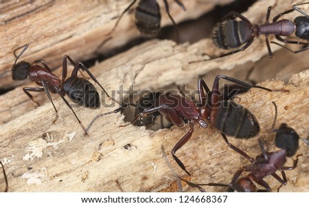 Carpenter ants, Camponotus herculeanus Royalty-Free Stock Photo #124668367