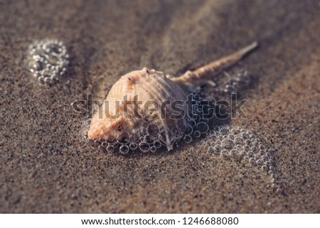 Seashell with water bubbles on the beach