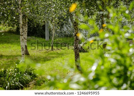 forest details with tree trunks and green foliage in summer. texture and abstract background image