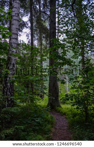 forest details with tree trunks and green foliage in summer. texture and abstract background image