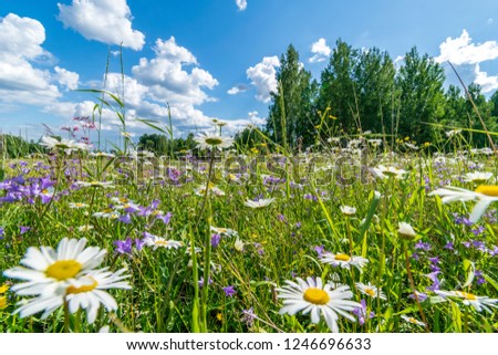 countryside garden flowers on blur background and green foliage in summer
