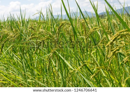 close up of green rice field, selective focus.